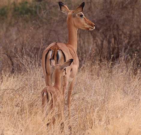 Impala Weibchen mit Kitz