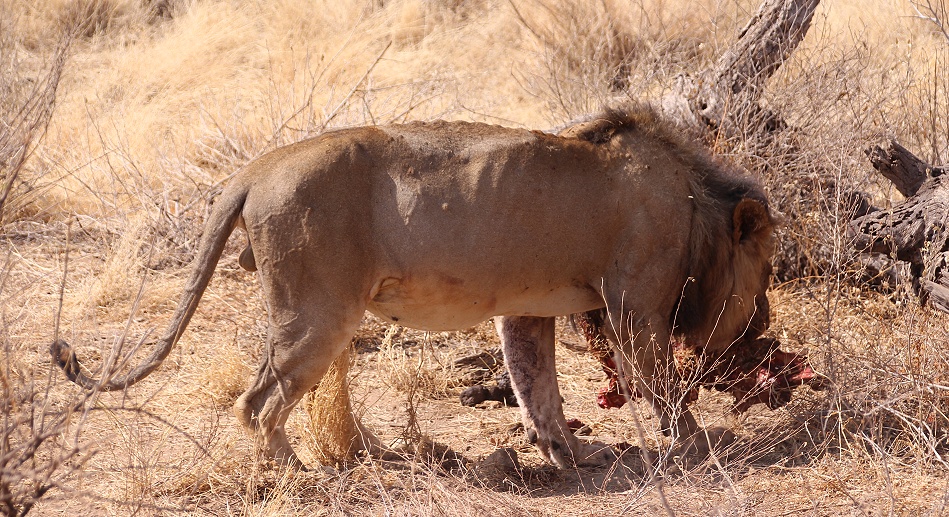 L&ouml;we im Buffalo Springs Reservat