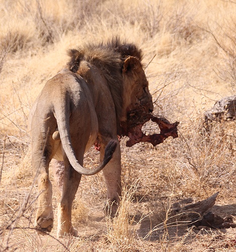 L&ouml;we im Buffalo Springs Reservat