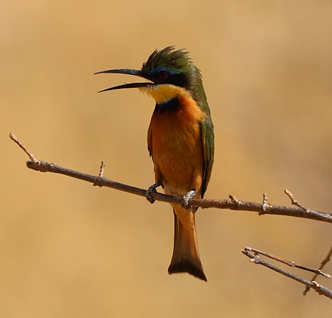 Little Beeeater, Zwergspint