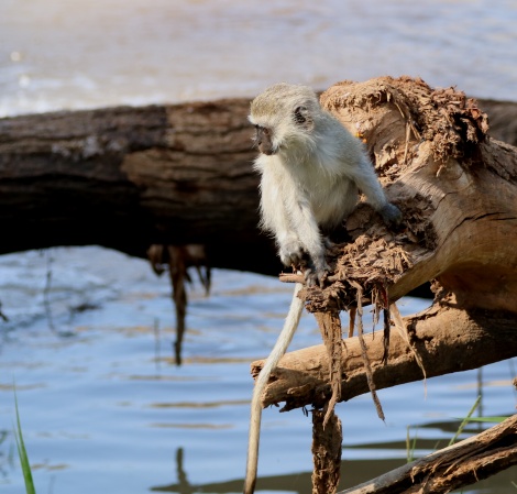 junge Gr&uuml;ne Meerkatze