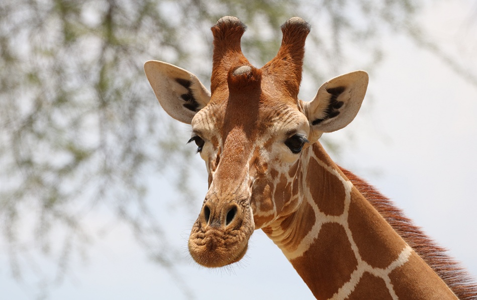 Netzgiraffen im Buffalo Springs Reservat