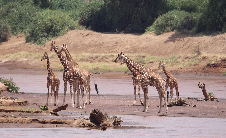 Netzgiraffen im Ewaso Ngiro River