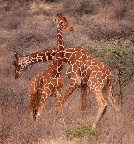 k&auml;mpfende Netzgiraffen