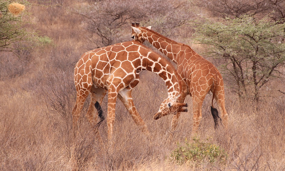 k&auml;mpfende Netzgiraffen