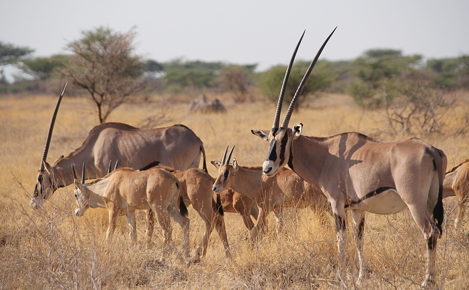 Oryx Antilopen mit K&auml;lbern