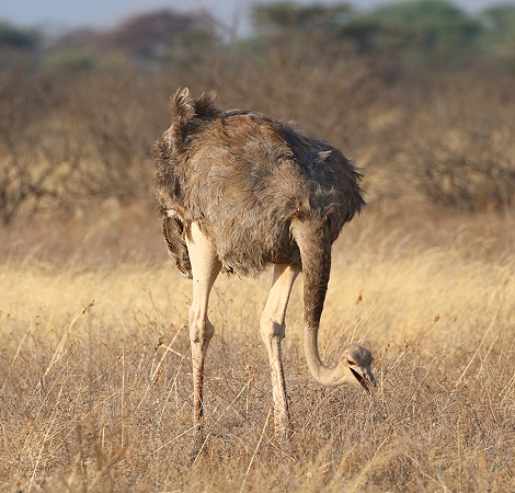 Somalistrau&szlig; Henne