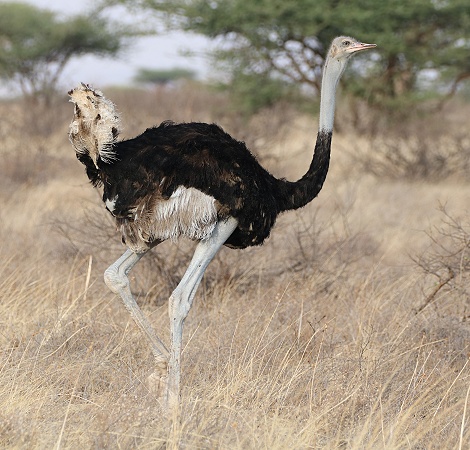 Somalistrau&szlig; Hahn