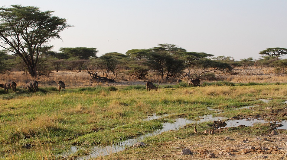 Buffalo Springs Nationalreservat - Quellen