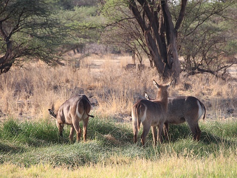 Buffalo Springs Nationalreservat - Quellen