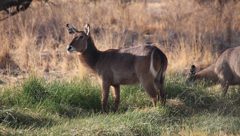 Elypsen Wasserbock Weibchen