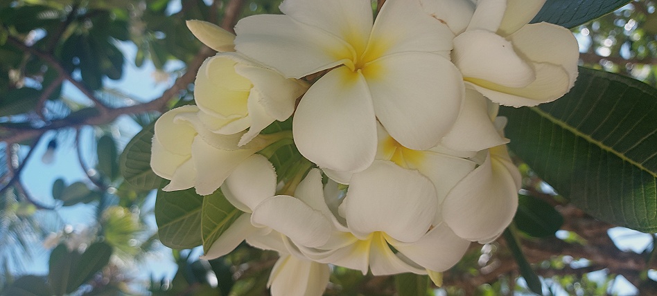 Kuruvitu Beach - Vipingo - Kenya North Coast