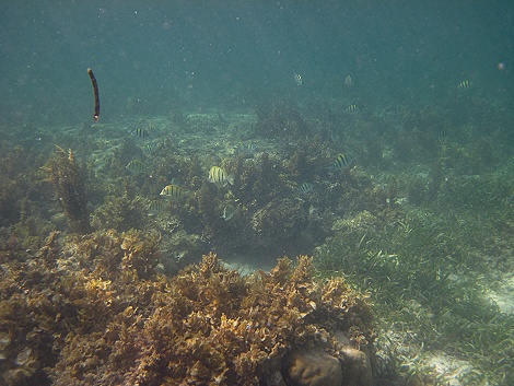 Schnorcheln am Kuruvitu Beach - Vipingo