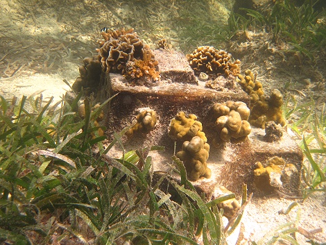 Schnorcheln am Kuruvitu Beach - Vipingo