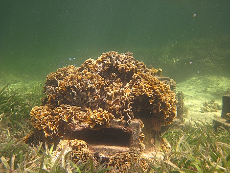Schnorcheln am Kuruvitu Beach - Vipingo