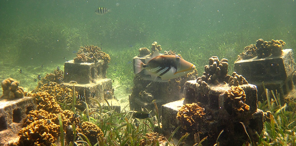 Schnorcheln am Kuruvitu Beach - Vipingo