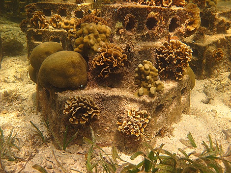 Schnorcheln am Kuruvitu Beach - Vipingo