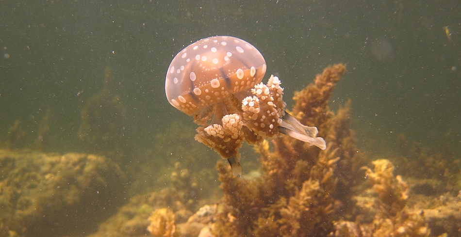 Schnorcheln am Kuruvitu Beach - Vipingo