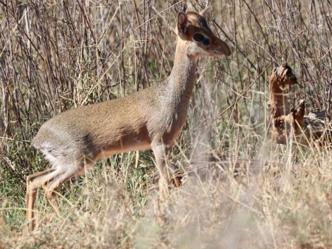 G&uuml;nthers Dik Dik, Laikipia
