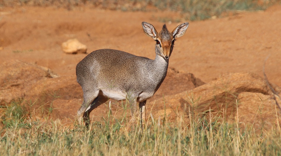 G&uuml;nters Dik Dik, Laikipia