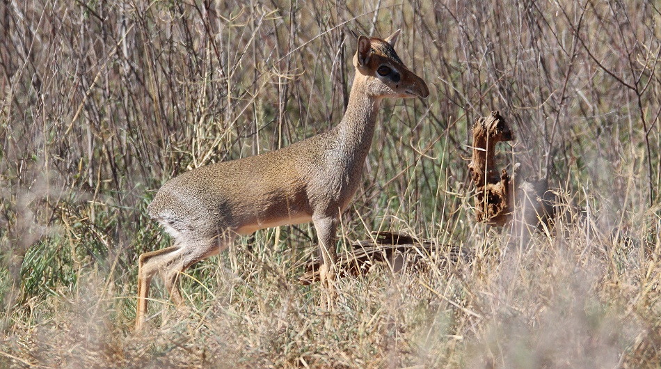 G&uuml;nthers Dik Dik, Gizas bevorzugte Beute, Laikipia