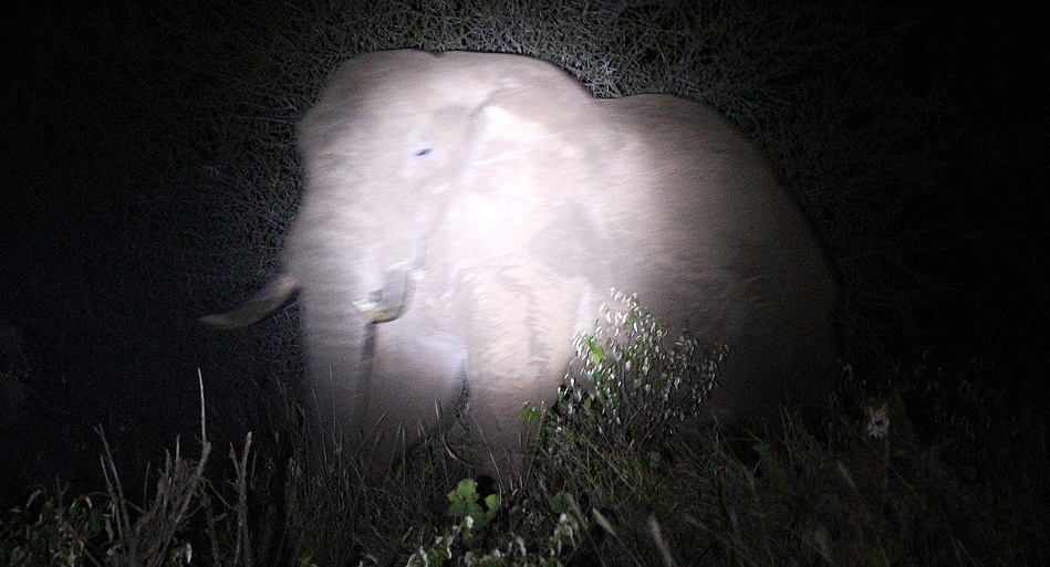 n&auml;chtliche unerwartete Begegnung mit einem Elefanten neben der Piste, Laikipia