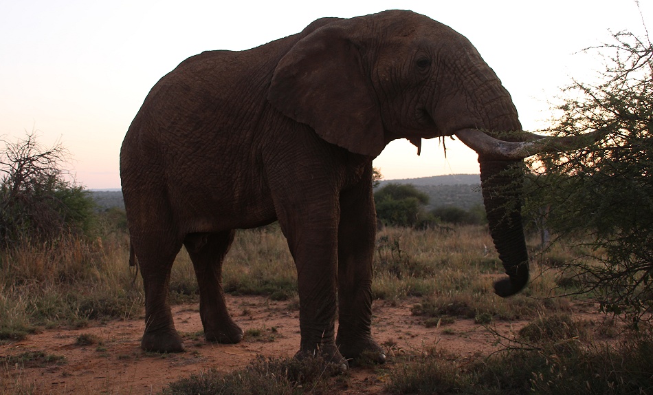 m&auml;chtiger Elefantenbulle, Laikipia