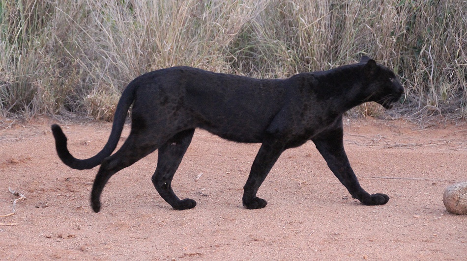 Giza, die schwarze Leopardin im Laikipia Gebiet