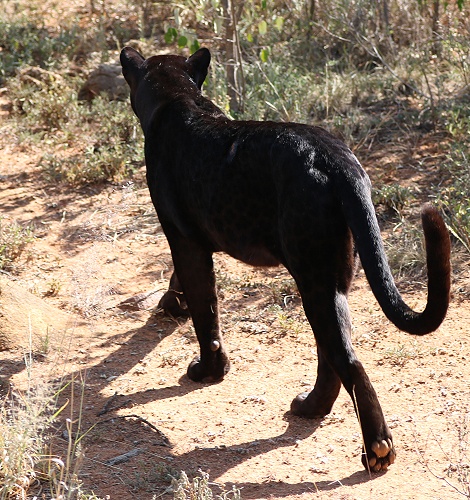 Giza, schwarzer Leopard / Panther, Lakipia