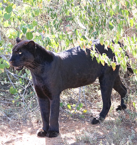 Giza, schwarzer Leopard / Panther, Lakipia