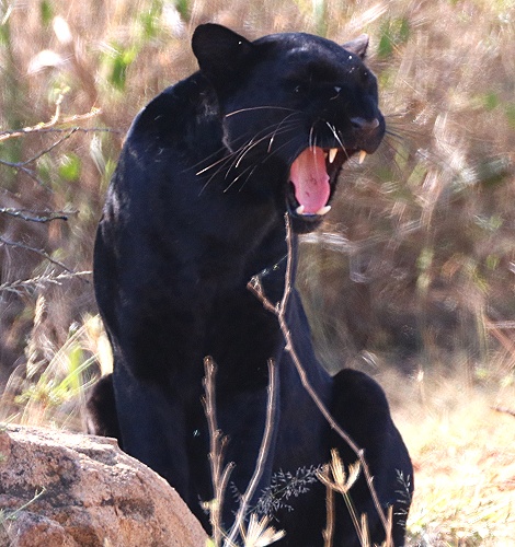 Giza, schwarzer Leopard / Panther, Lakipia
