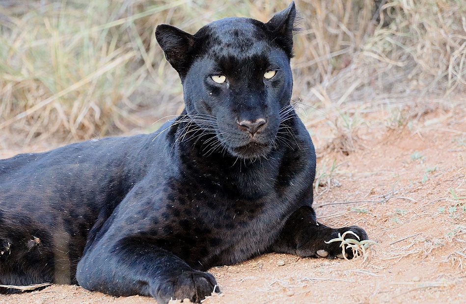 Black Panther, schwarzer Leopard, Giza; Laikipia