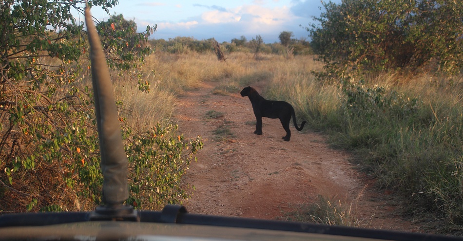 schwarzer Leopard, Giza auf der Pirsch, Laikipia