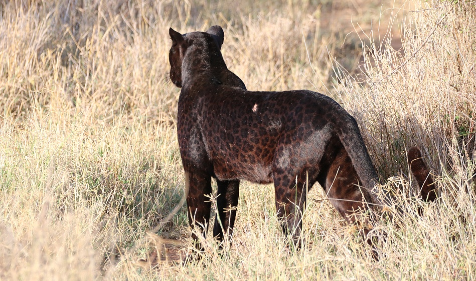 schwarzer Leopard! Giza auf der Pirsch und Beutesuche