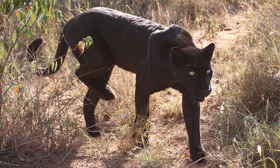 schwarzer Leopard! Giza auf der Pirsch und Beutesuche