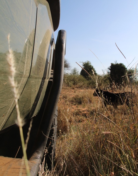 schwarzer Leopard! Giza auf der Pirsch und Beutesuche
