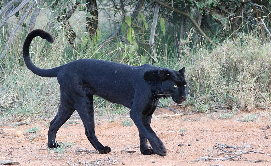 schwarzer Leopard! Giza auf der Pirsch und Beutesuche