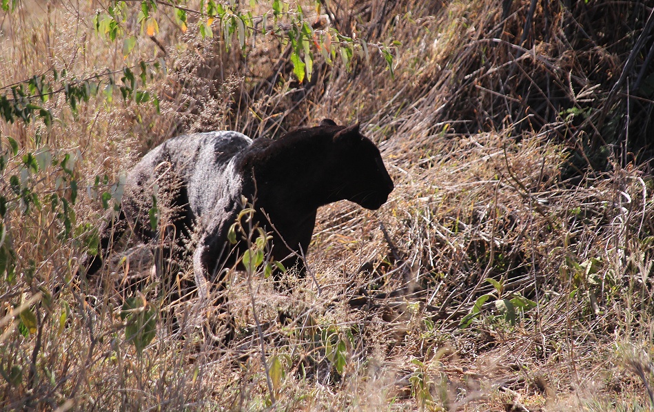 schwarzer Leopard Giza entdeckt vermeintliche Beute, Laikipia