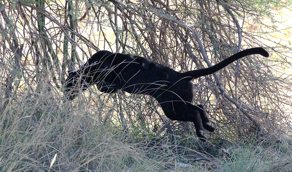 schwarzer Leopard, Giza verfehlt Beute nur knapp, Laikipia