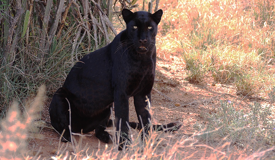 Black Panther /schwarzer Leopard, Giza