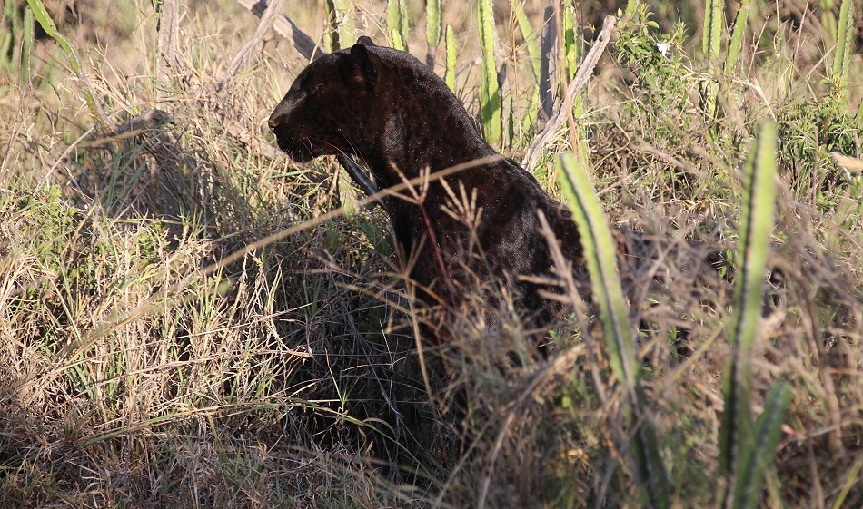 Black Panther / schwarzer Leopard; Giza, Laikipia