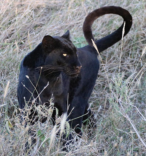 Giza, schwarzer Panther, Leopard in Laikipia