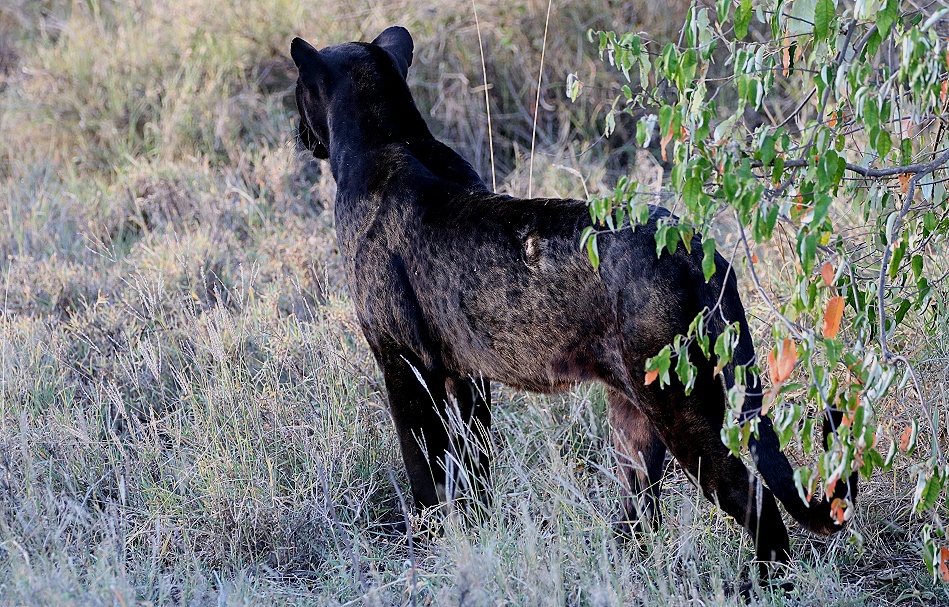 Giza, schwarzer Panther, Leopard in Laikipia