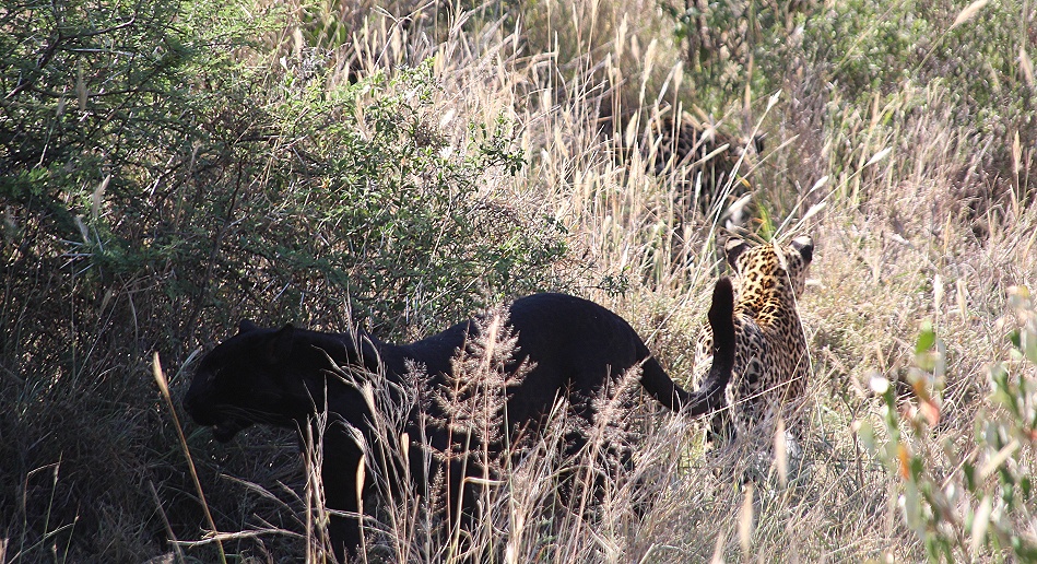 Giza und ihr Nachwuchs, schwarzer Leopard / Panther mit Nachwuchs