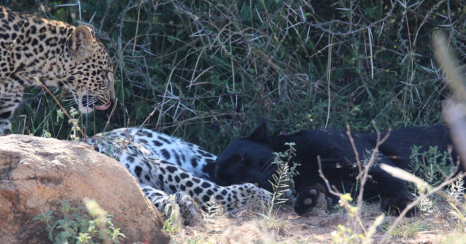 schwarzer Leopard / Panther; Giza und ihre Jungen