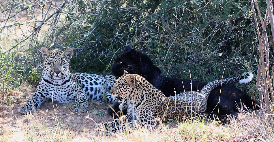 schwarzer Leopard / Panther; Nyota, Giza, Zawadi