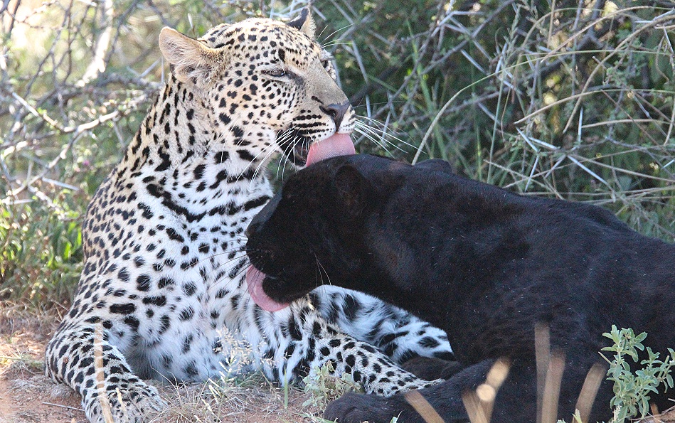 schwarzer Leopard / Panther; Nyota, Giza, Zawadi