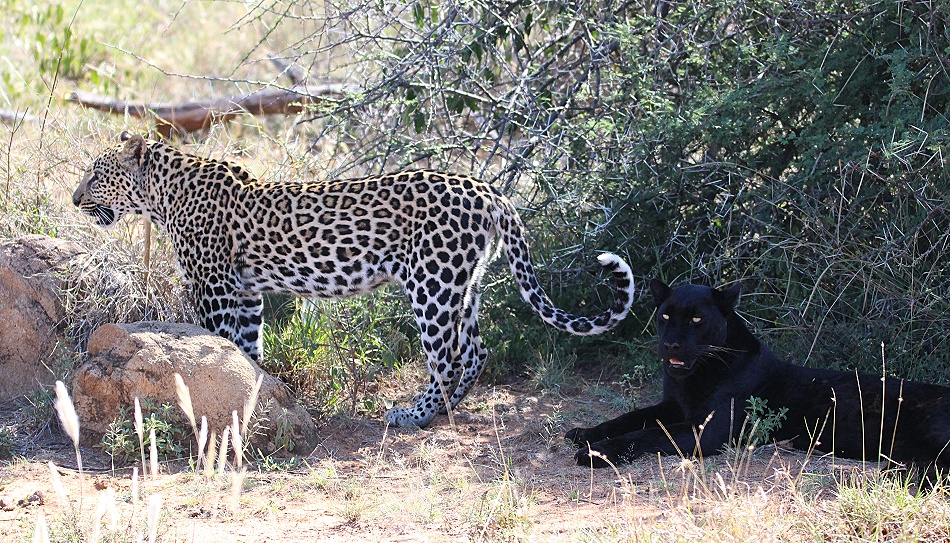 schwarzer Leopard / Panther; Nyota, Giza, Zawadi