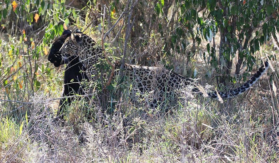 Zawadi, Tochter der schwarzen Leopardin Giza