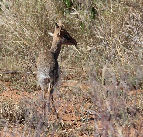 Giza und Tochter Zawadi jagen Dik Dik